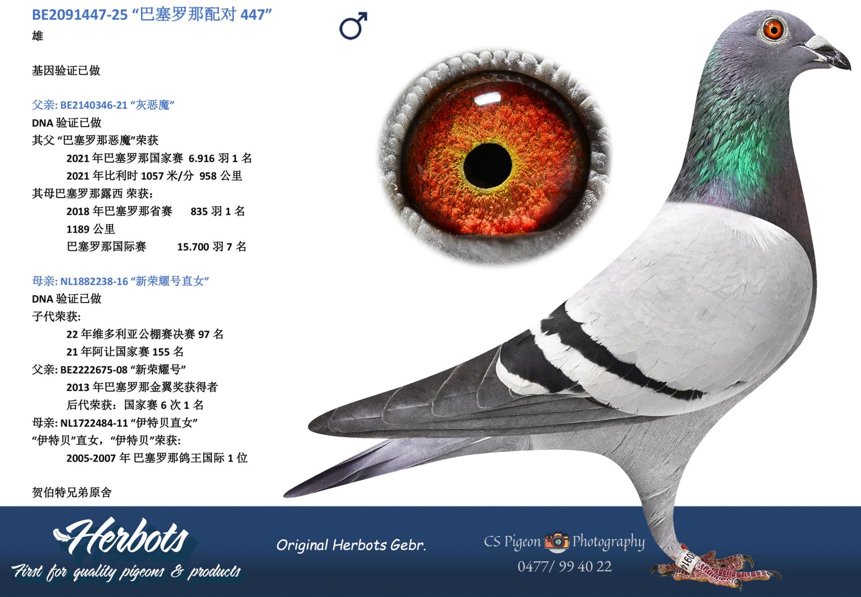 pigeon: undefined