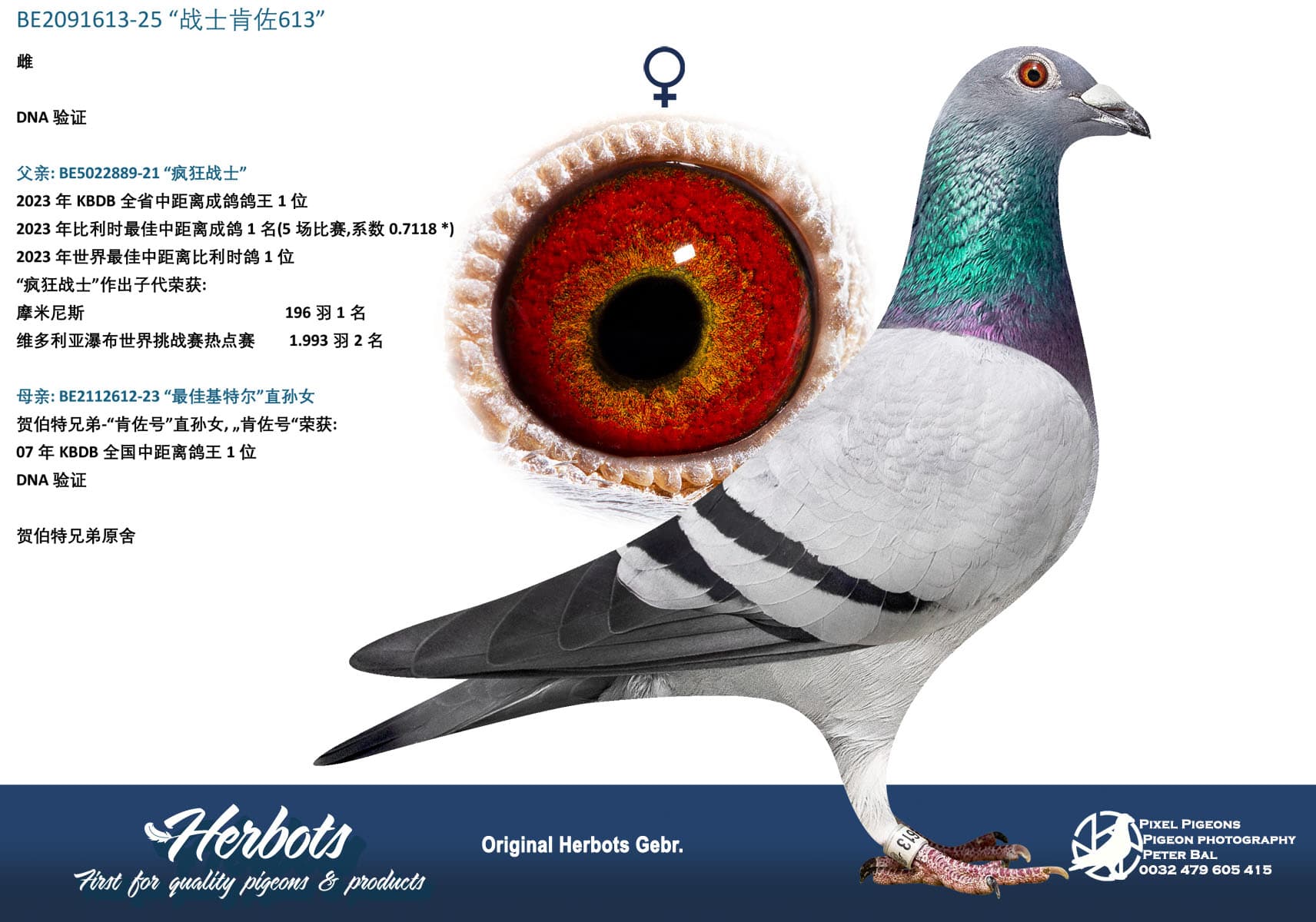 pigeon: undefined