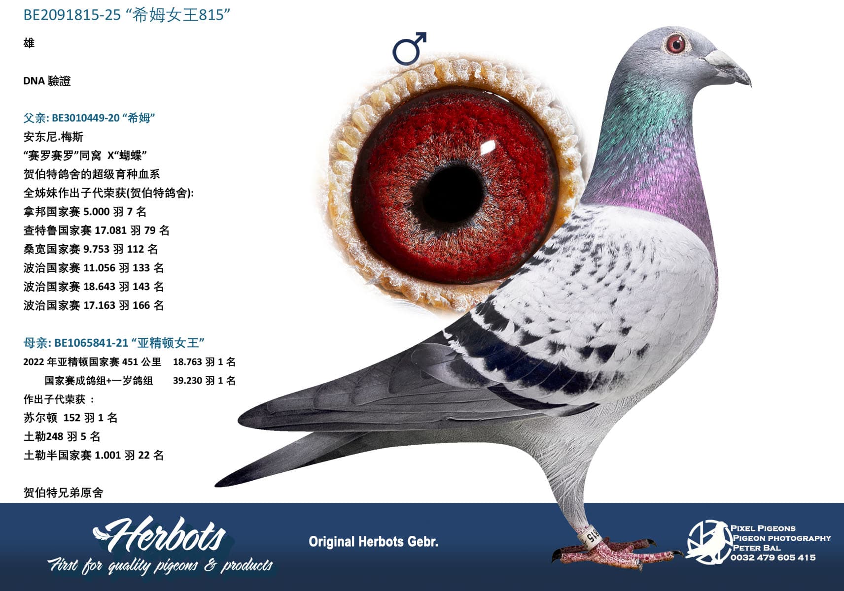 pigeon: undefined