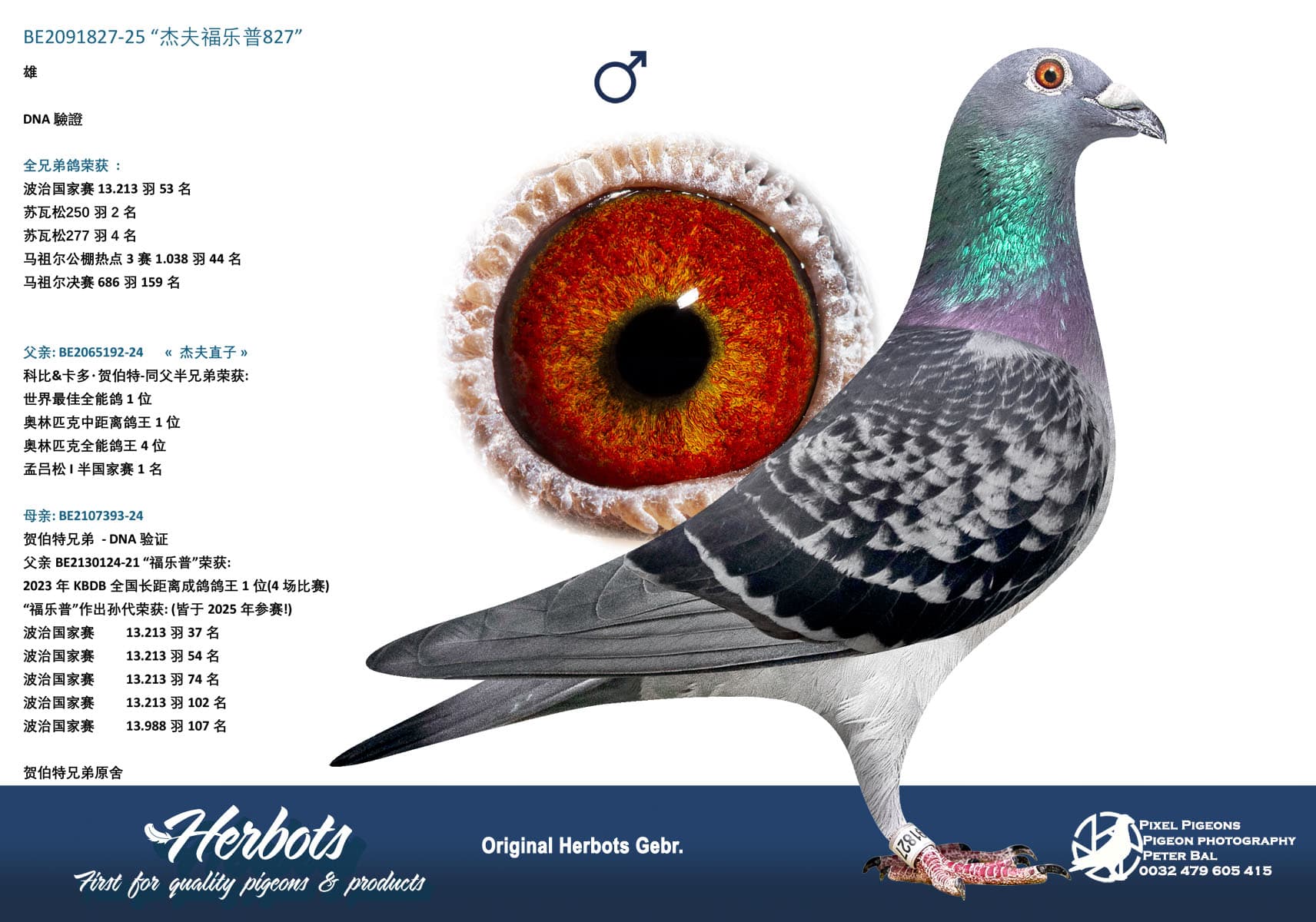 pigeon: undefined