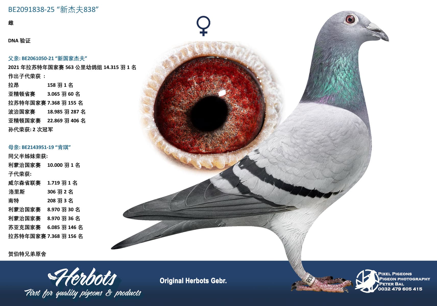 pigeon: undefined