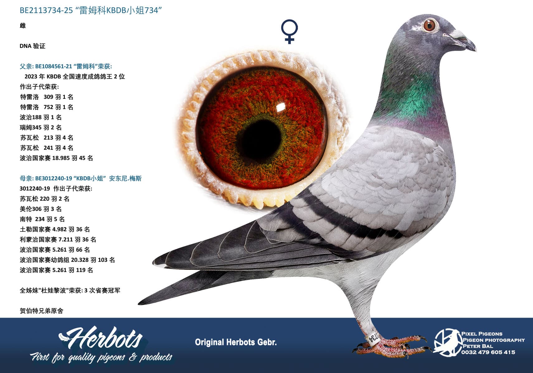 pigeon: undefined