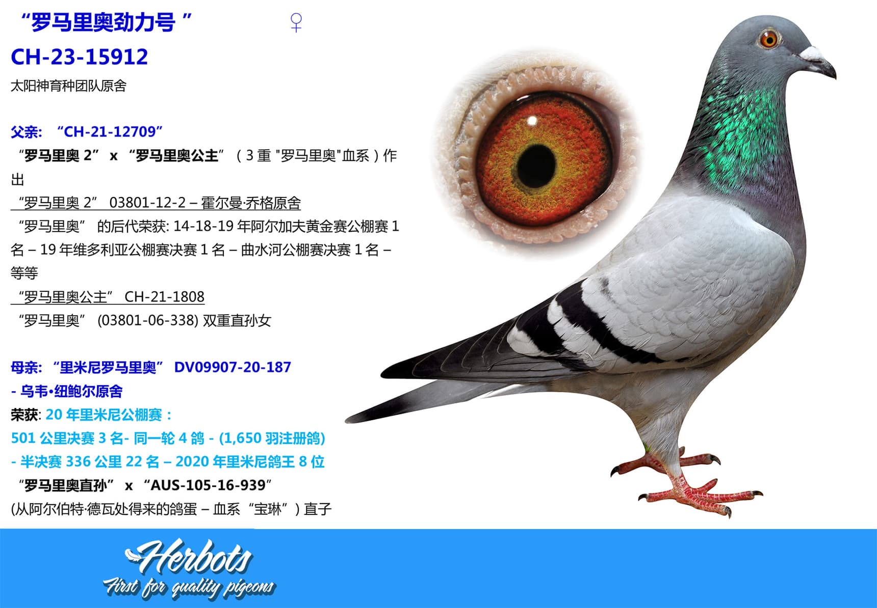 pigeon: “罗马里奥劲力号 ”