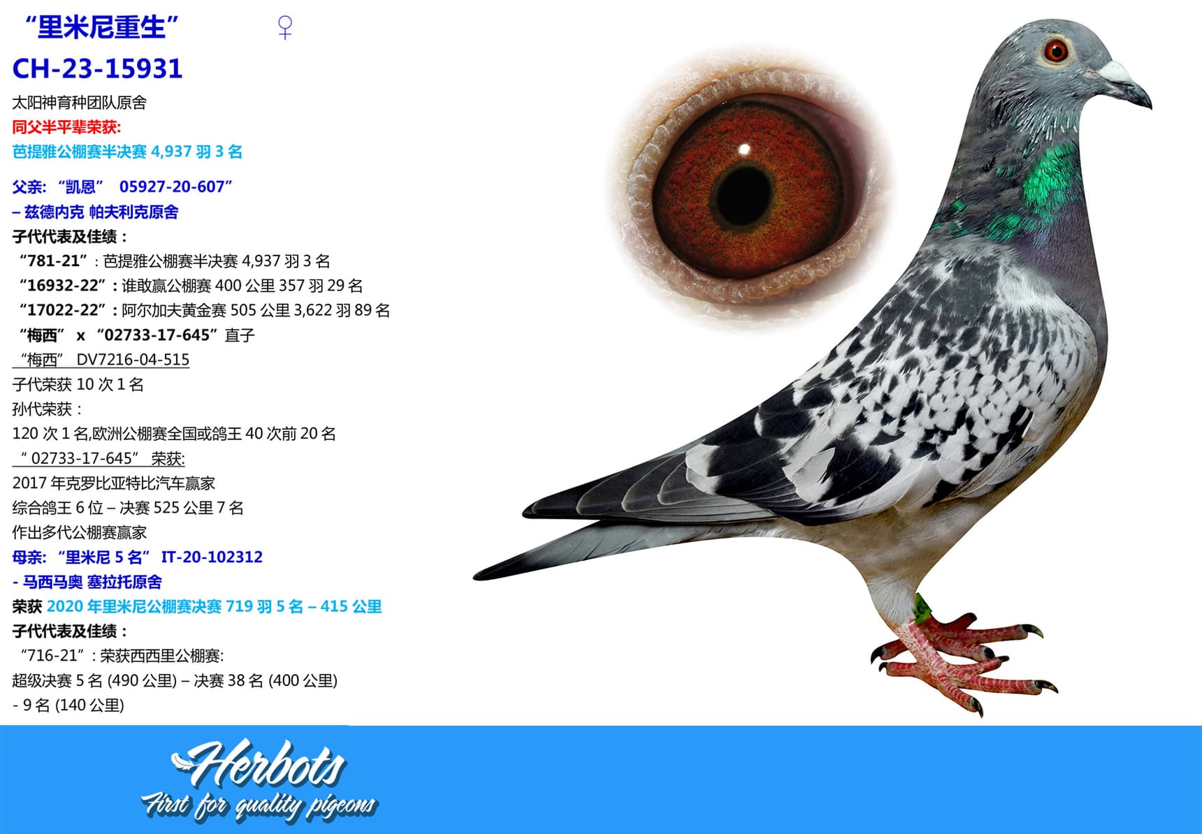 pigeon: “里米尼重生”