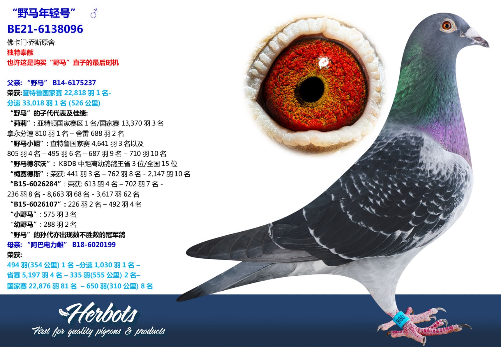 pigeon: undefined