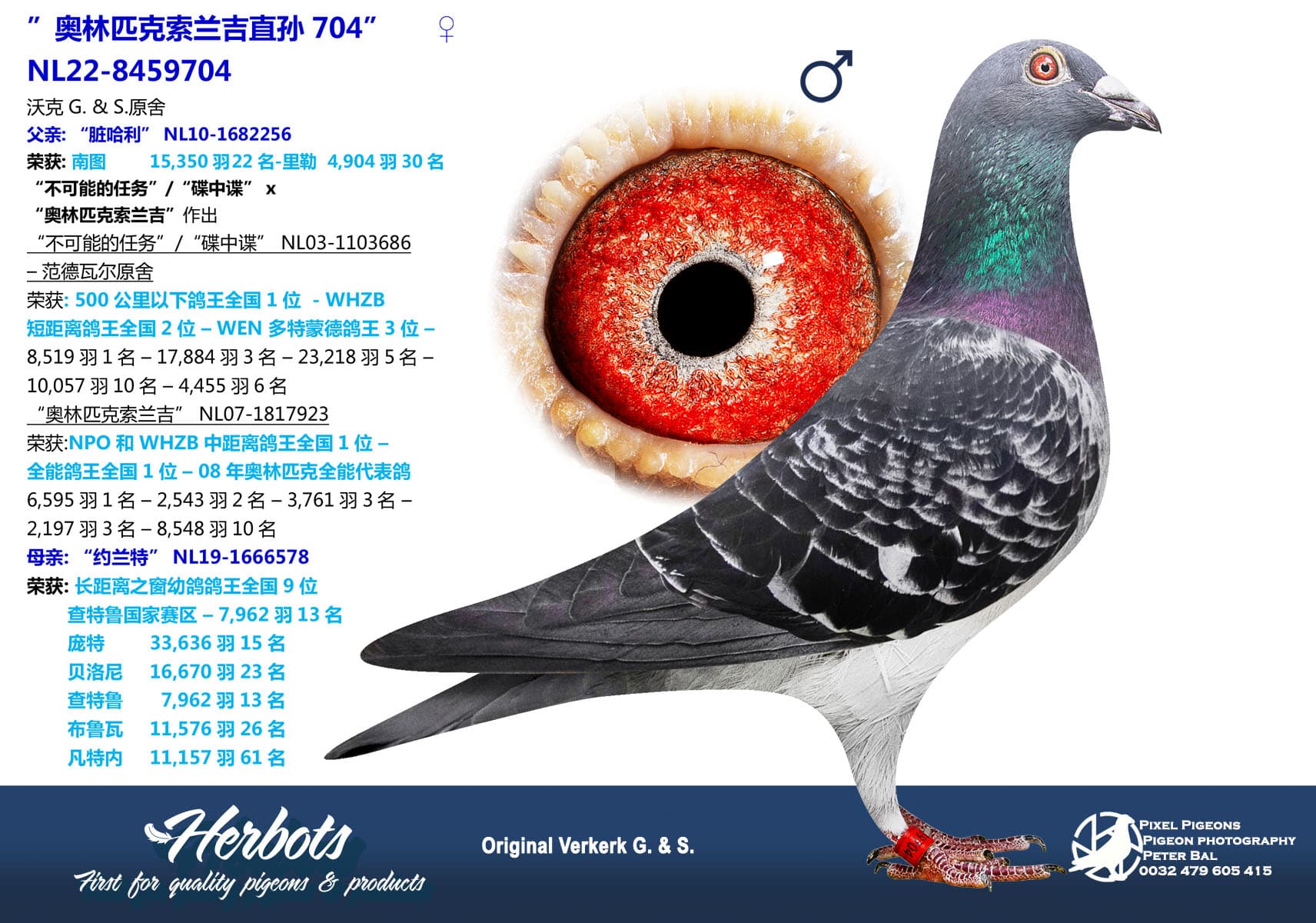 pigeon: undefined