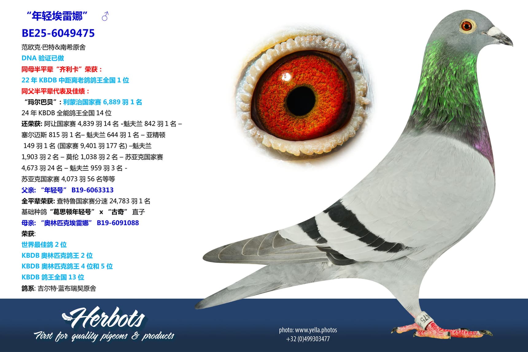 pigeon: undefined