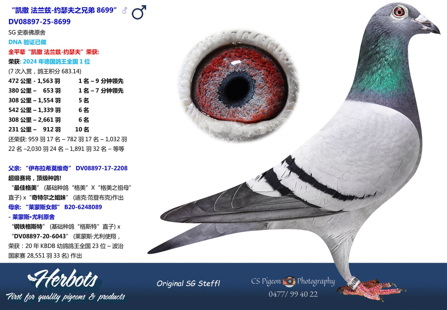 pigeon: undefined