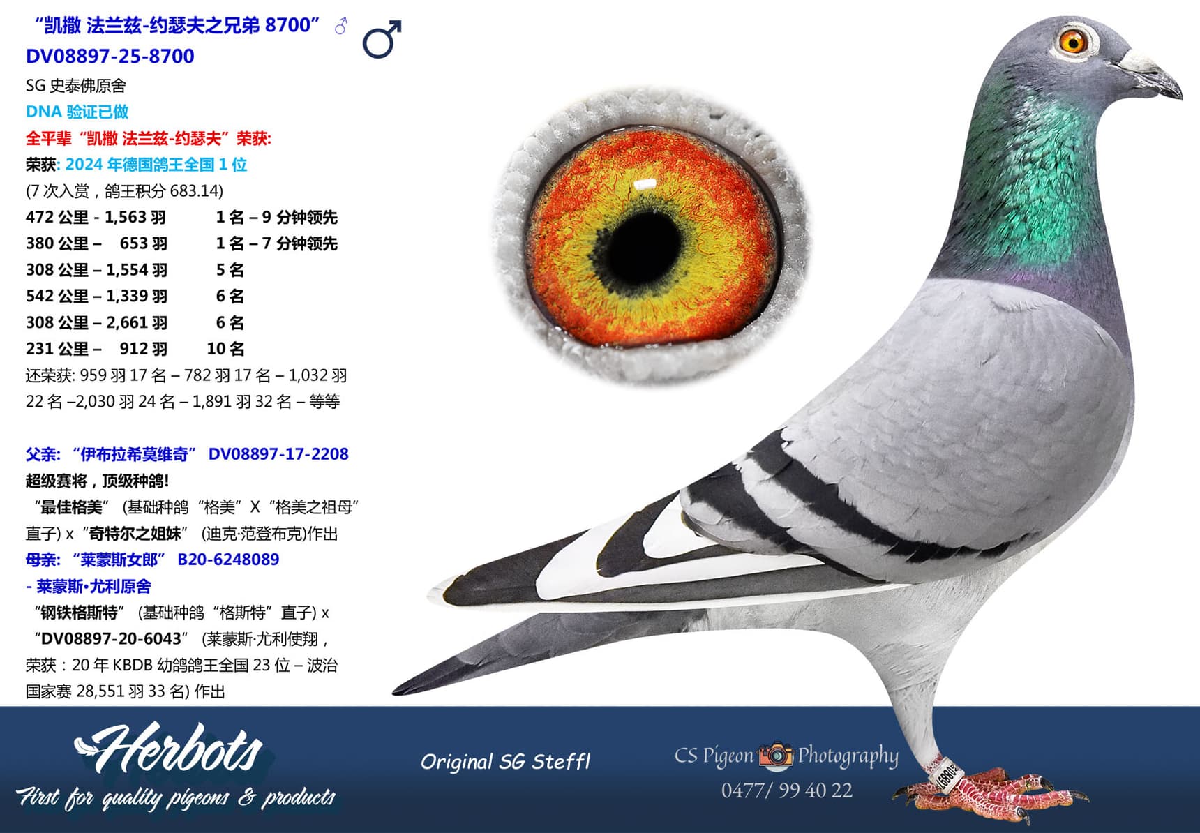 pigeon: undefined