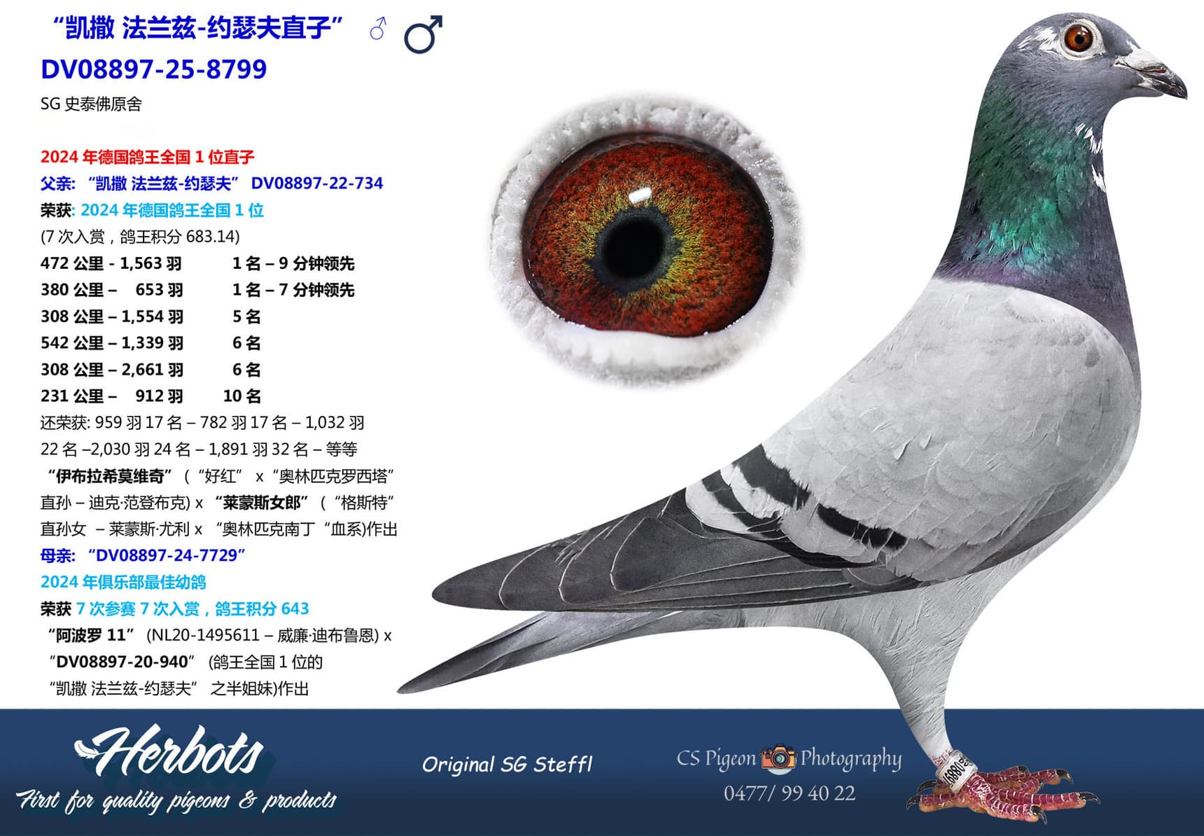 pigeon: undefined