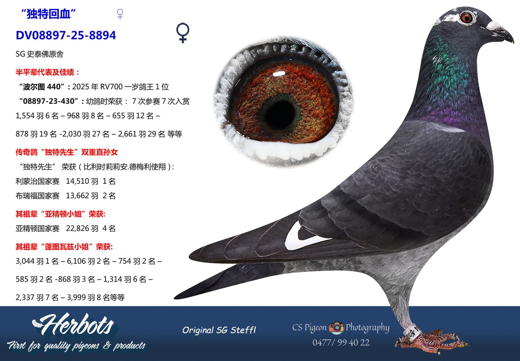 pigeon: undefined