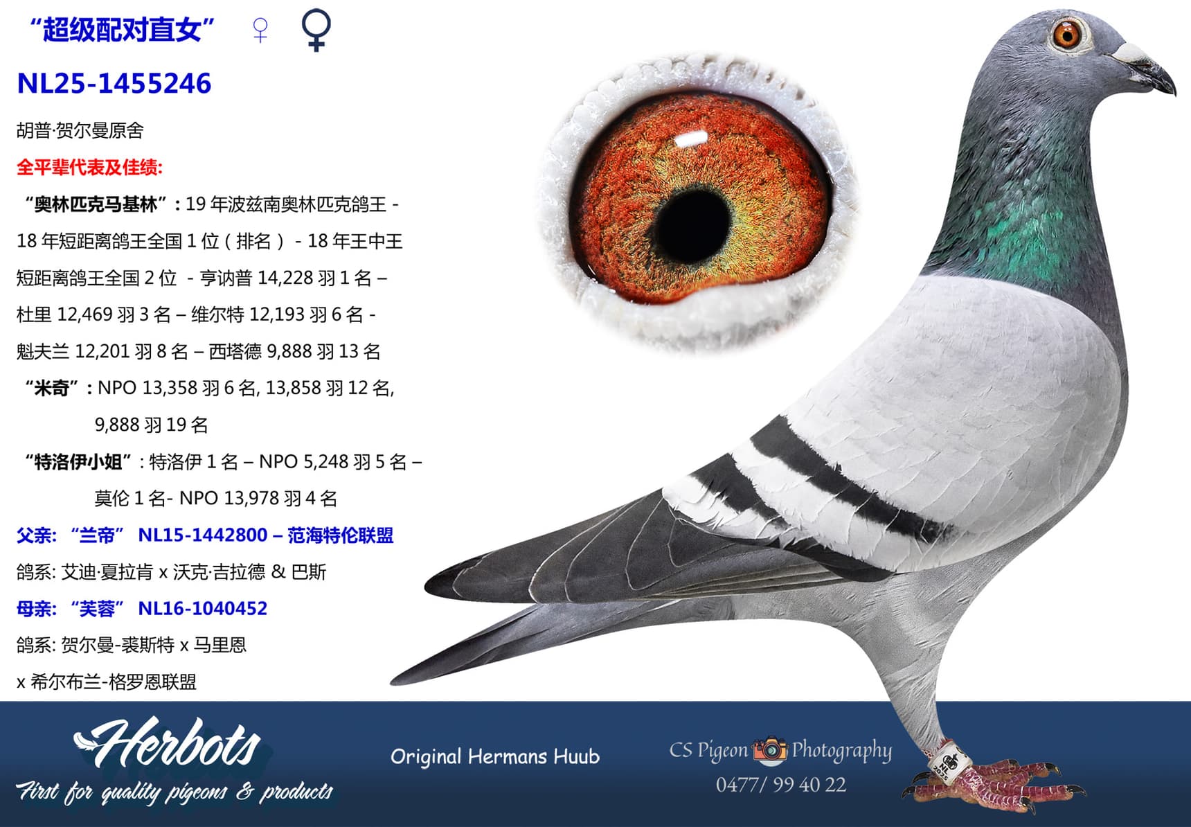 pigeon: undefined