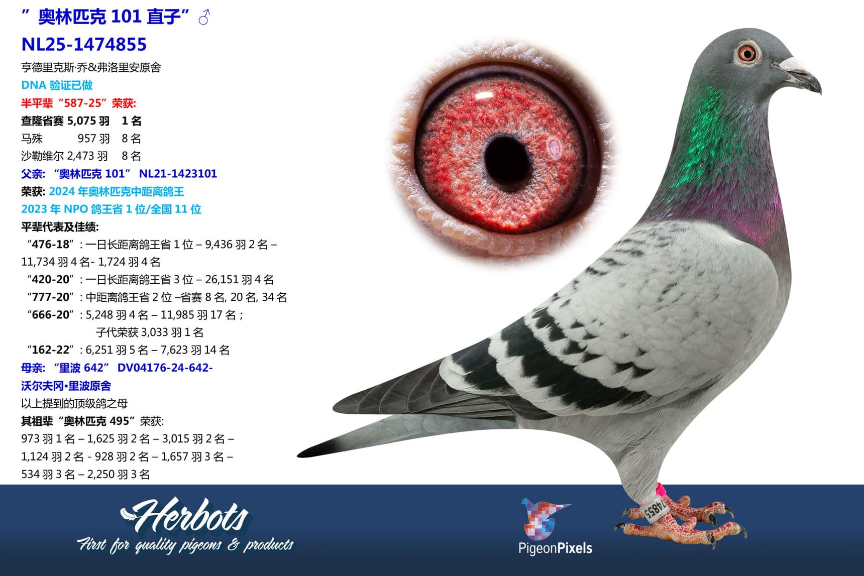 pigeon: undefined
