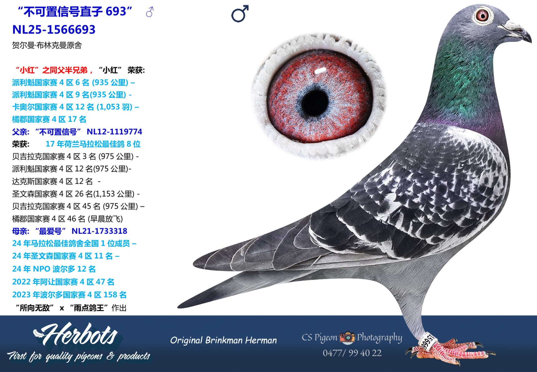 pigeon: undefined