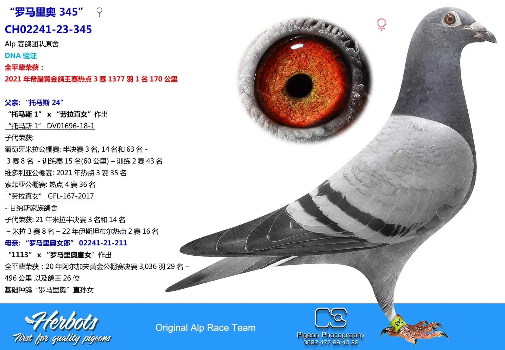 pigeon: “罗马里奥 345”