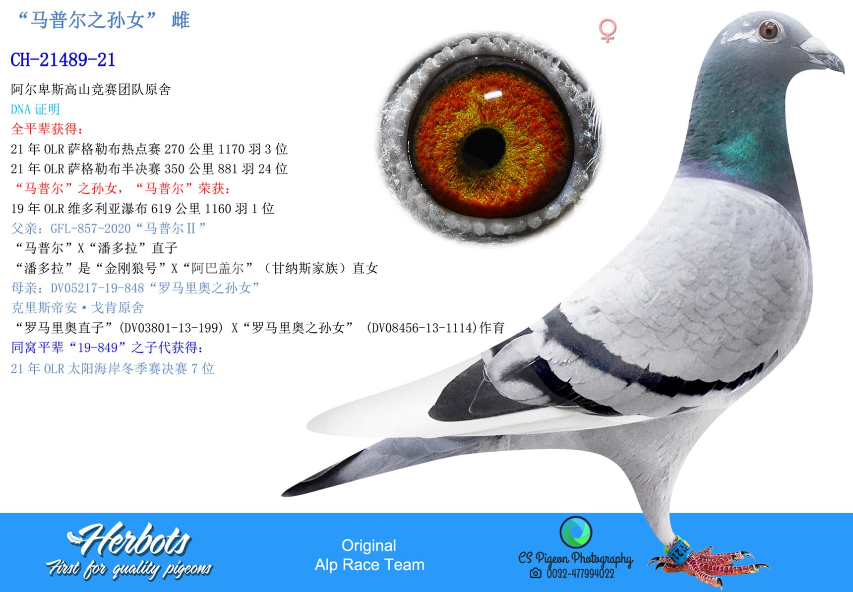 pigeon: “马普尔之孙女”	雌