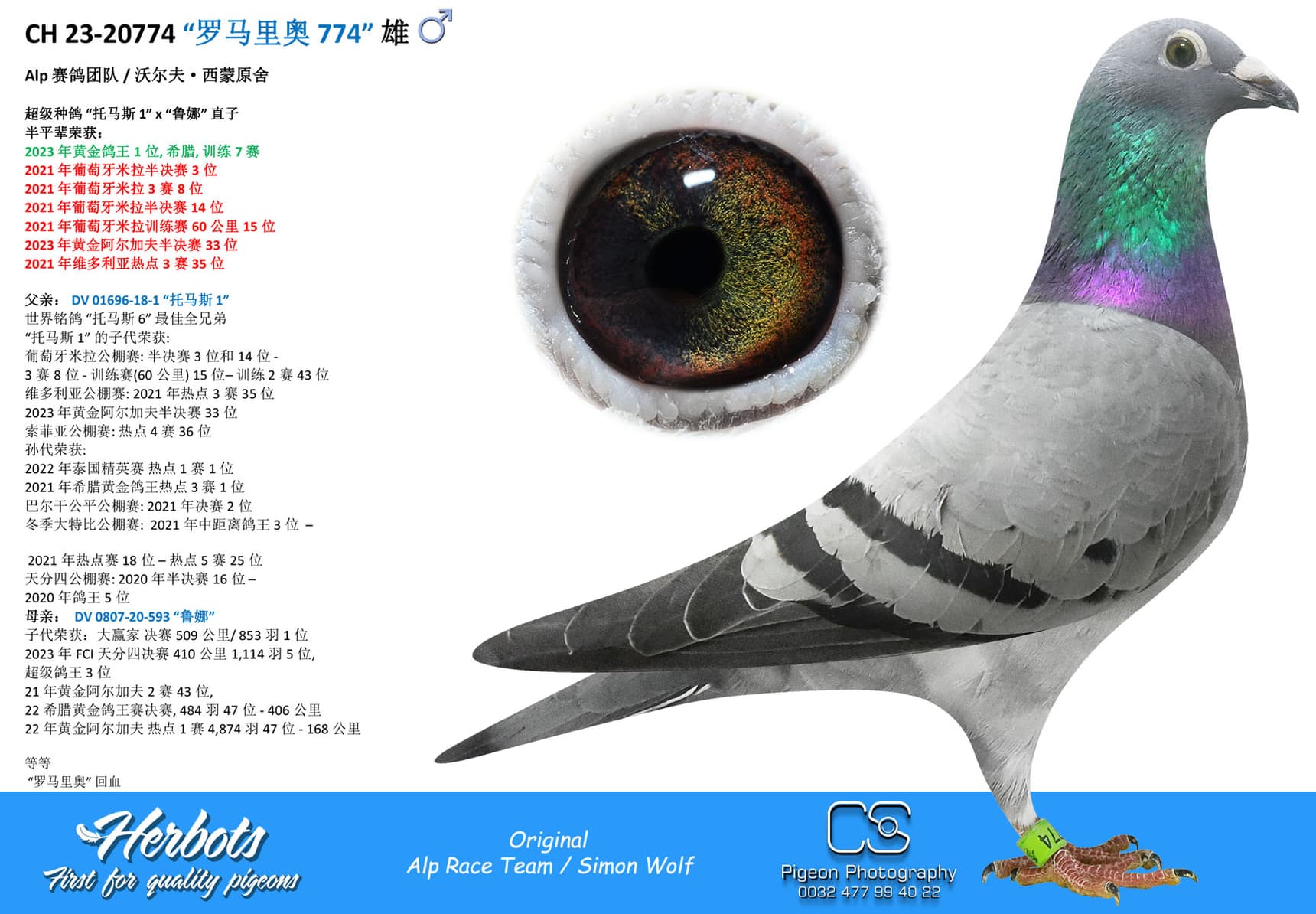 pigeon: undefined