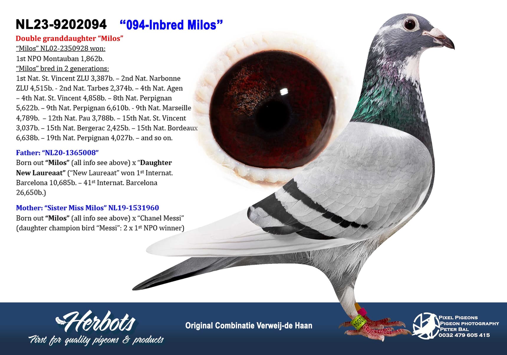 pigeon: undefined