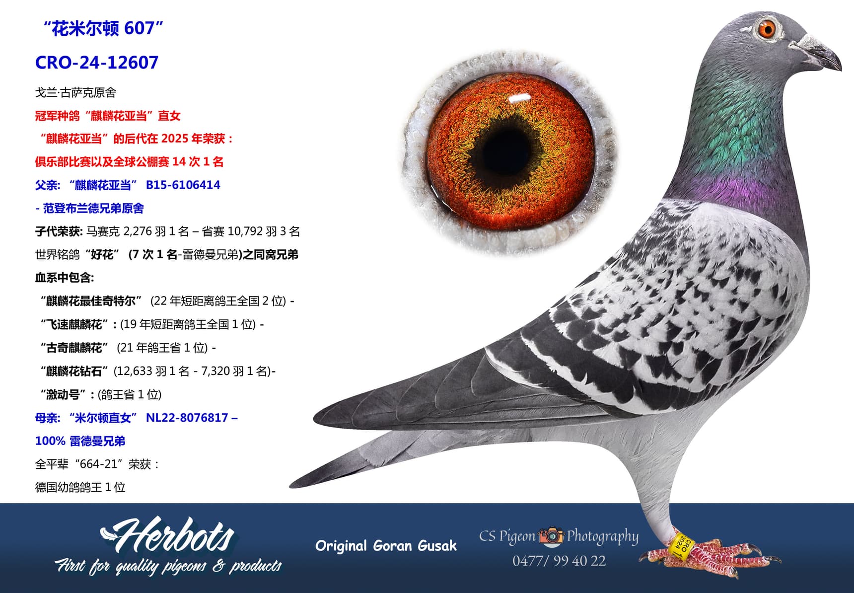 pigeon: undefined
