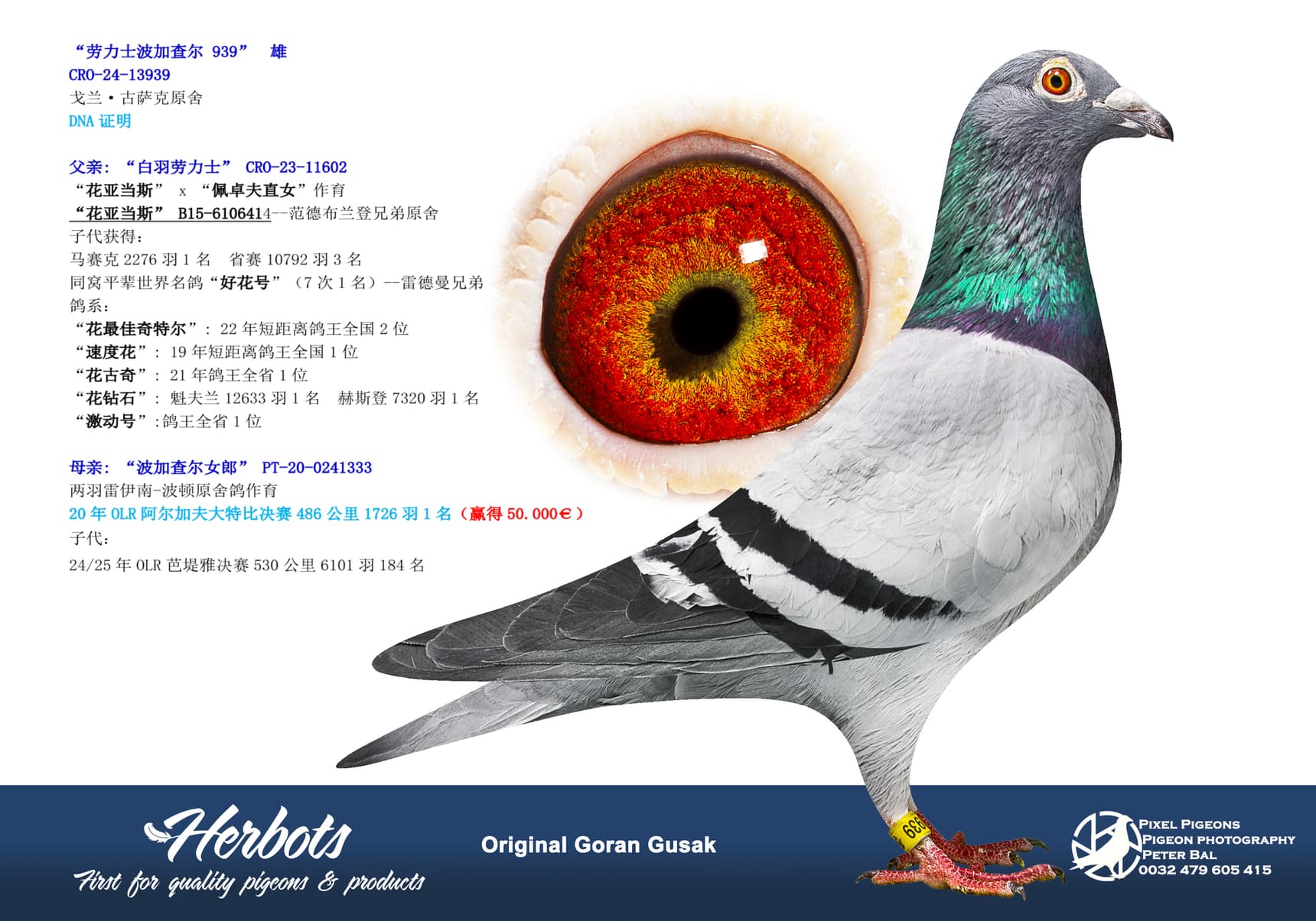 pigeon: “劳力士波加查尔 939”