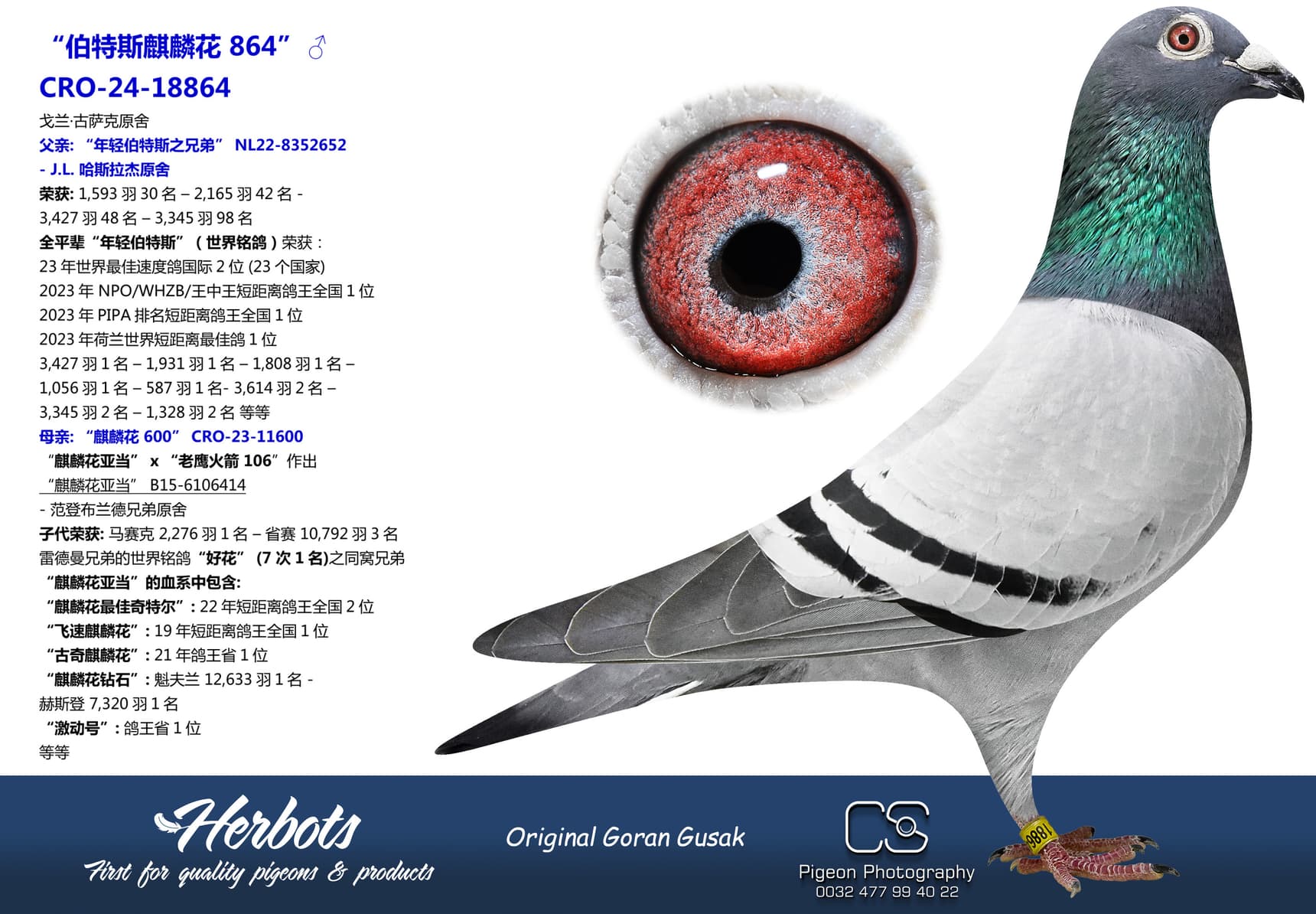 pigeon: undefined