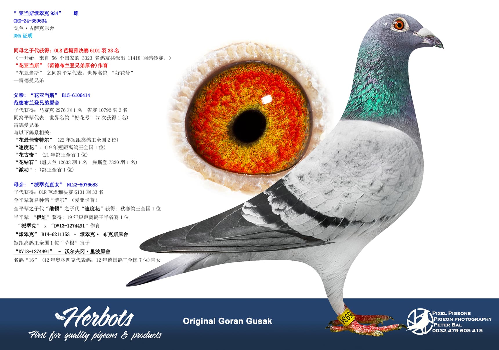 pigeon: undefined