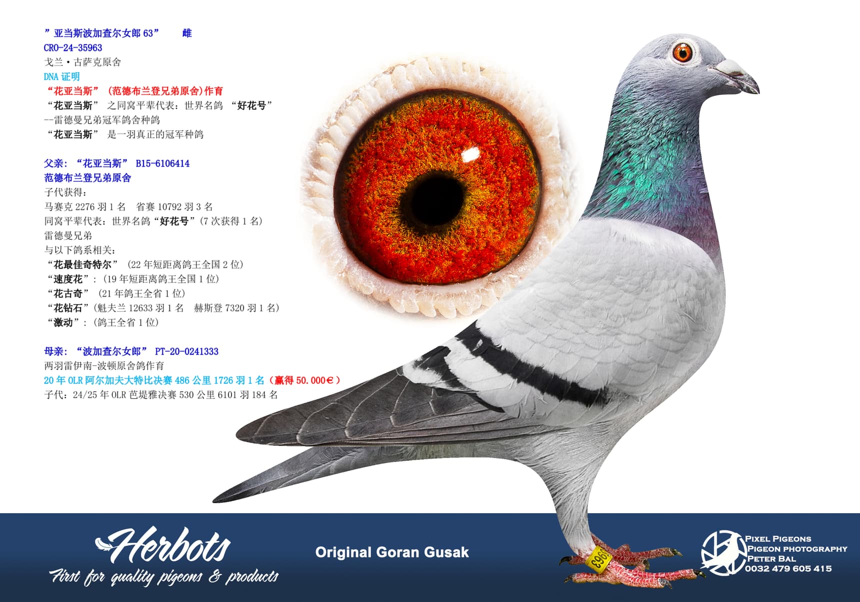 pigeon: undefined