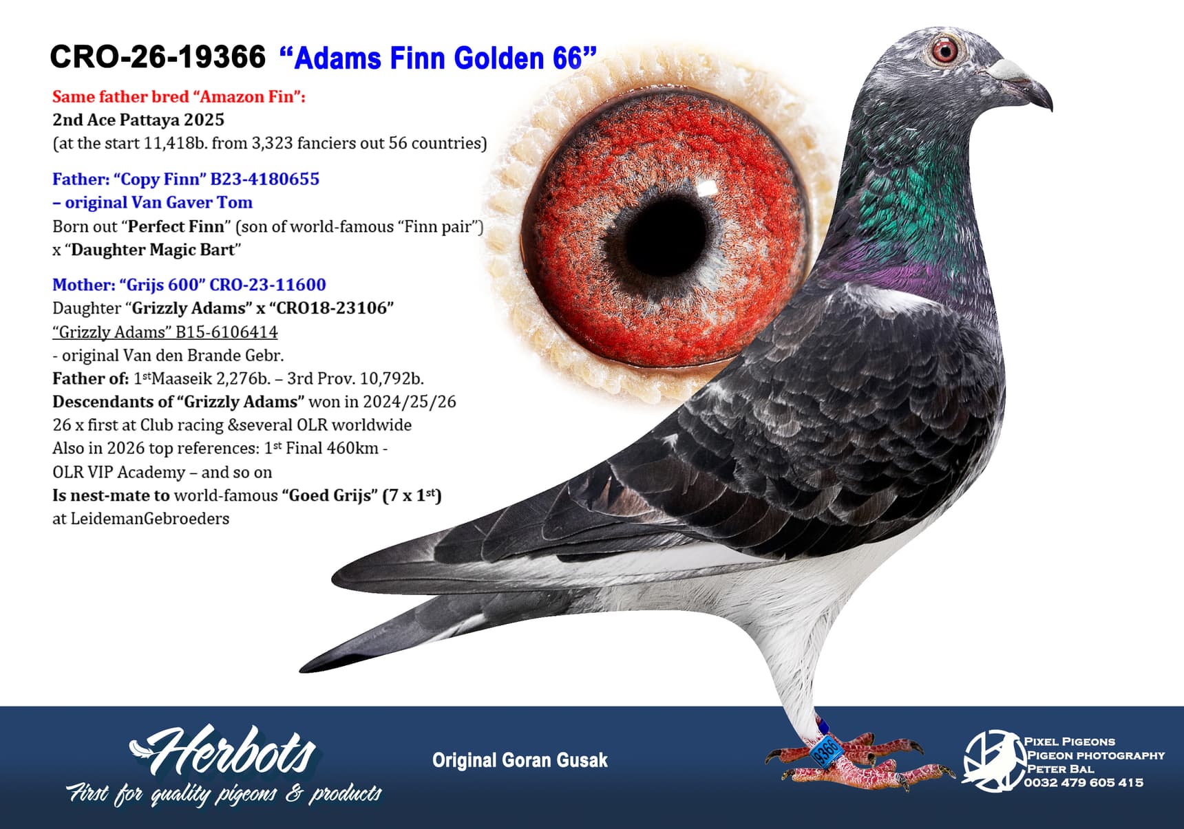 pigeon: undefined