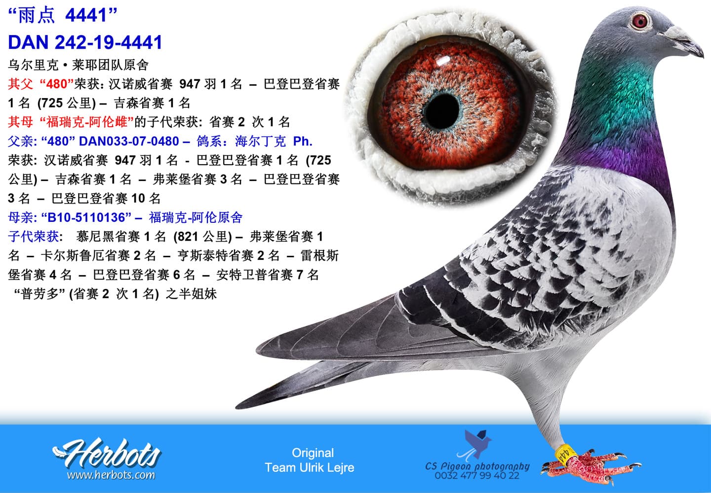 pigeon: “雨点 4441”