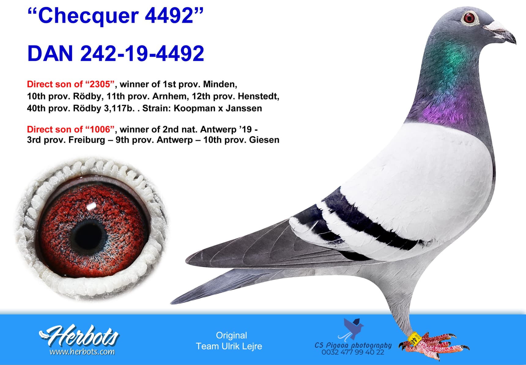 pigeon: “Checquer 4492”