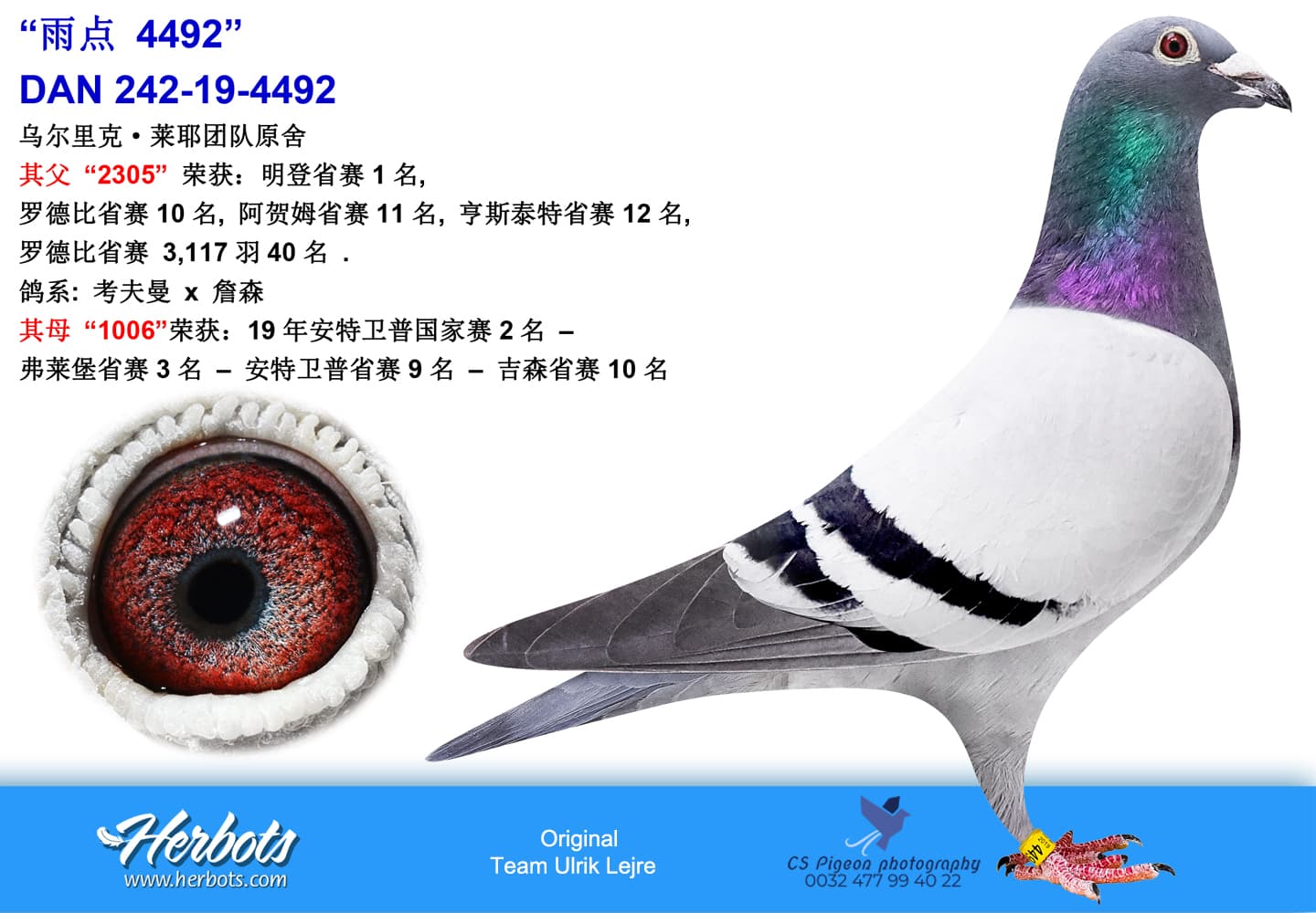 pigeon: “Checquer 4492”