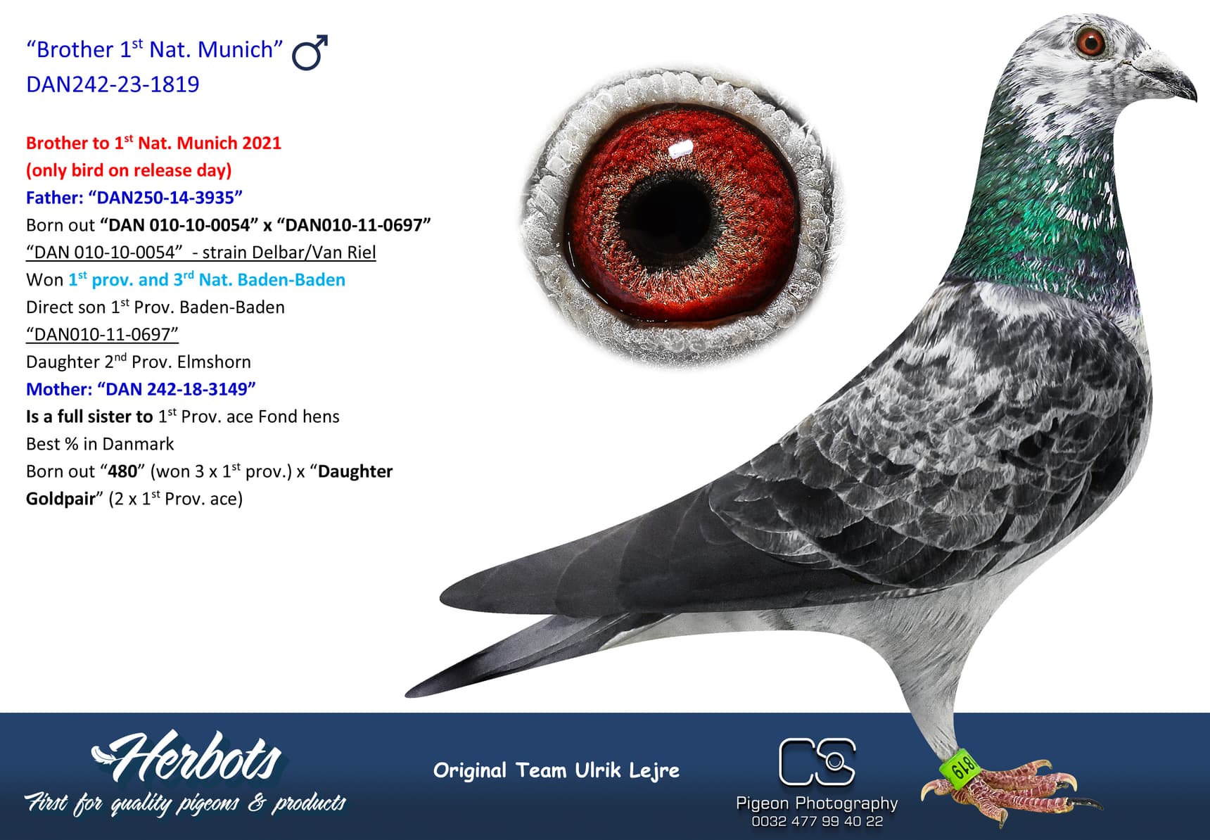 pigeon: “Brother 1st Nat. Munich”