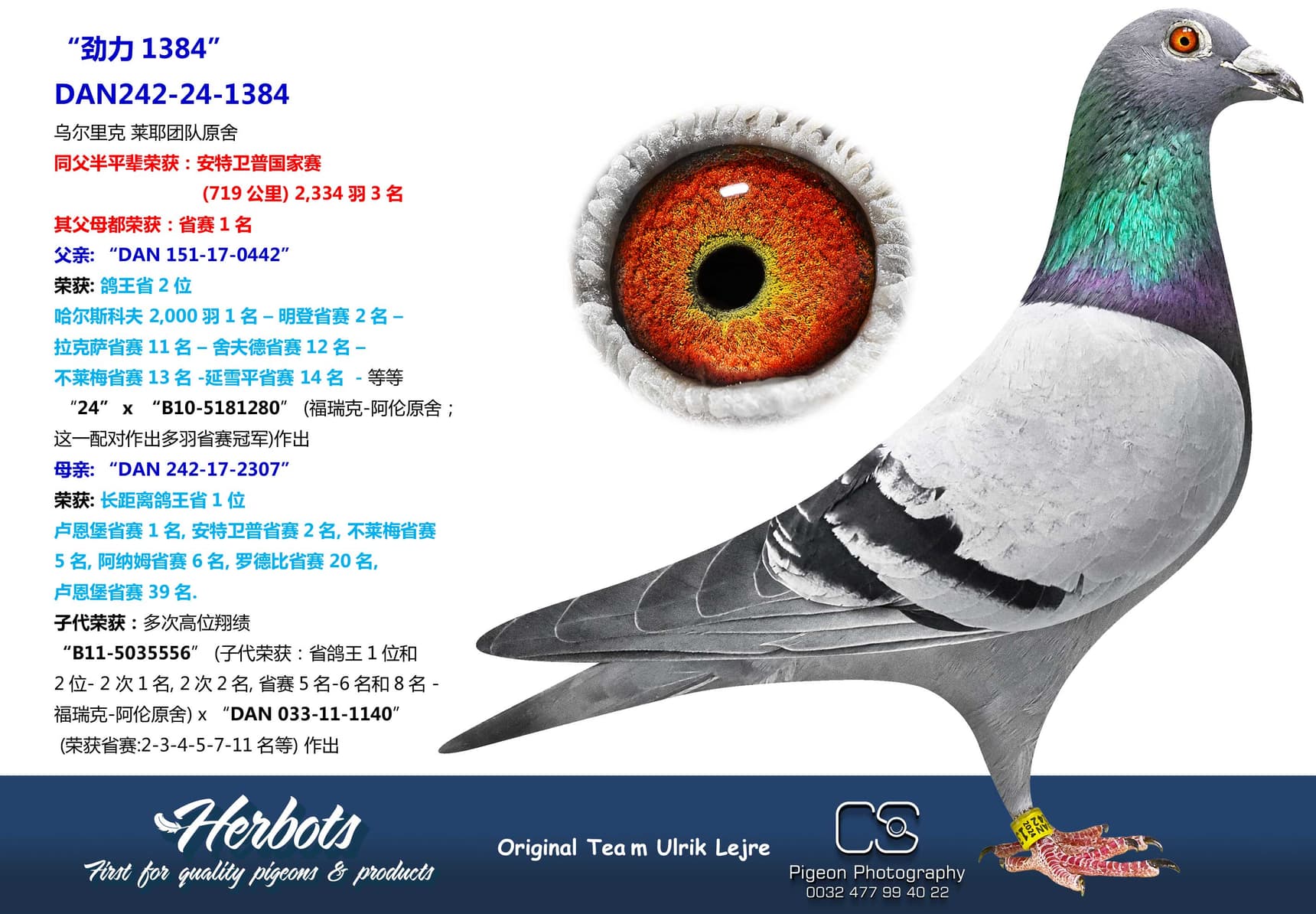 pigeon: “劲力1384”