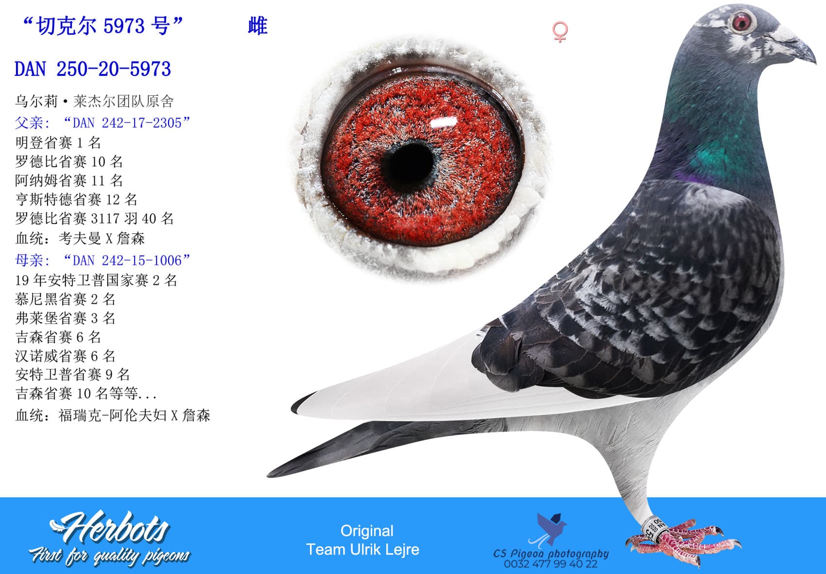 pigeon: “切克尔5973号”