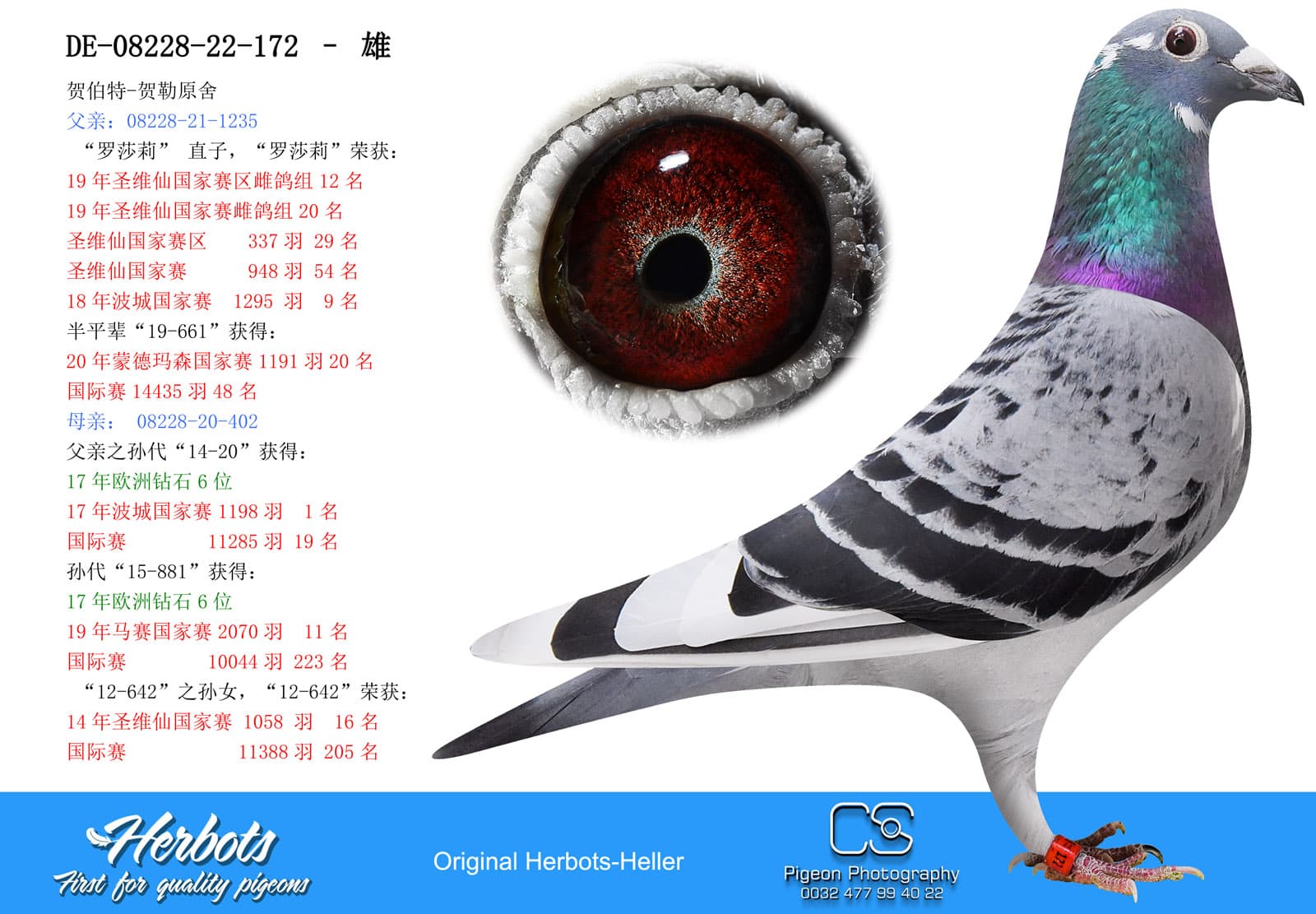 pigeon: Grandson Rosalie