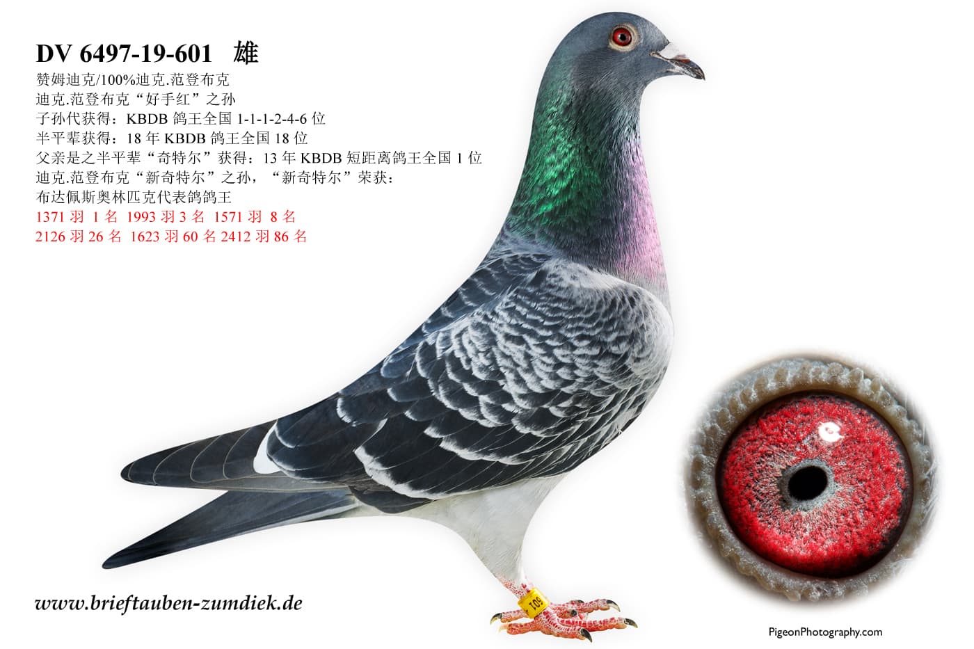 pigeon: 100% D. Van Den Bulck
