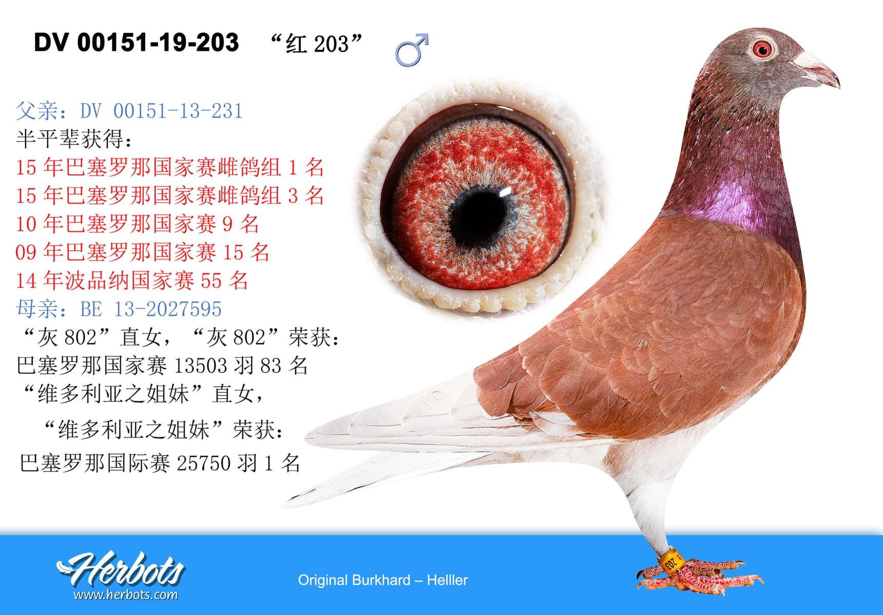 pigeon: “红203”