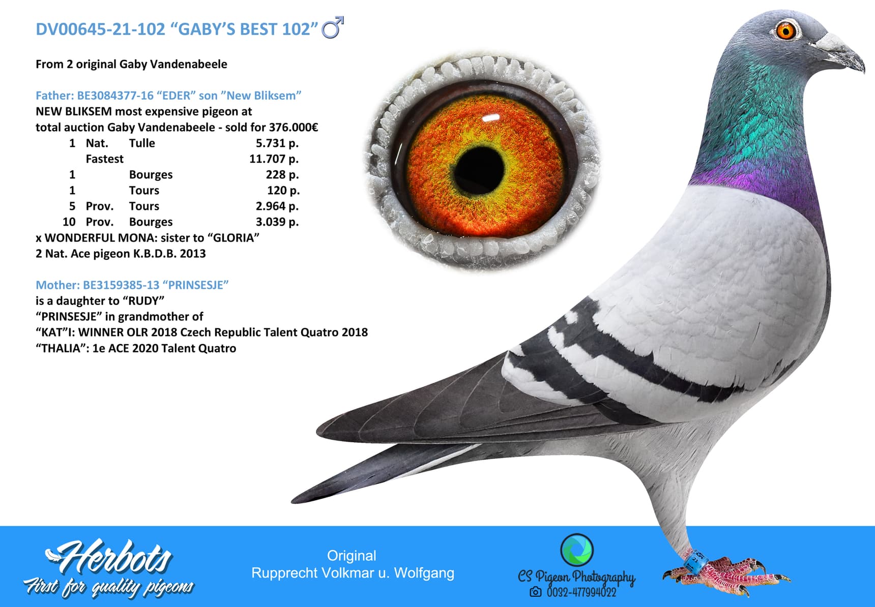 pigeon: “GABY’S BEST 102”