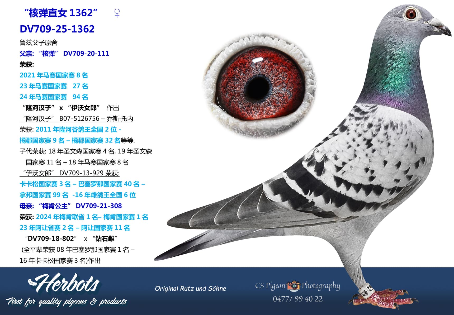 pigeon: undefined