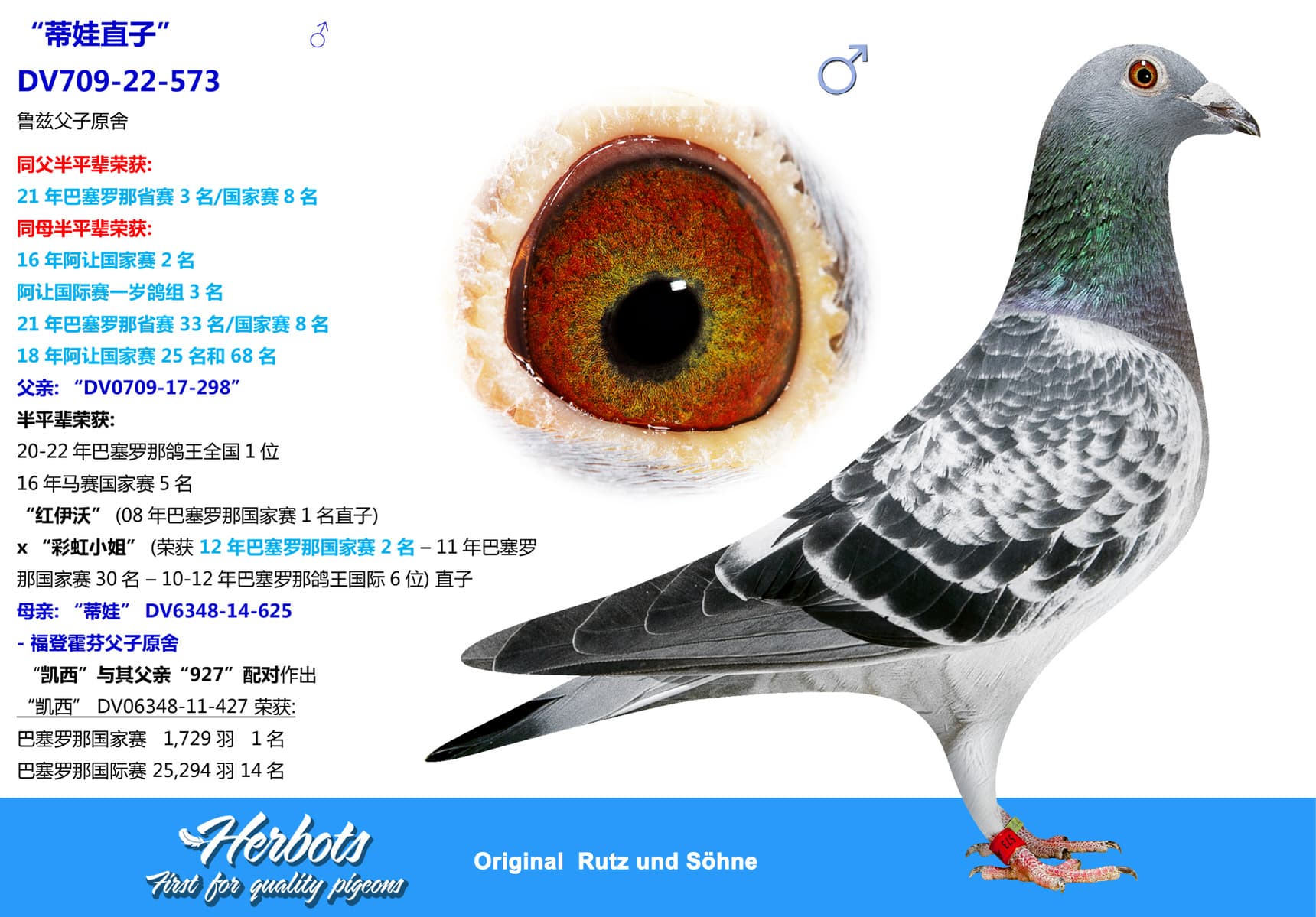 pigeon: “蒂娃直子”