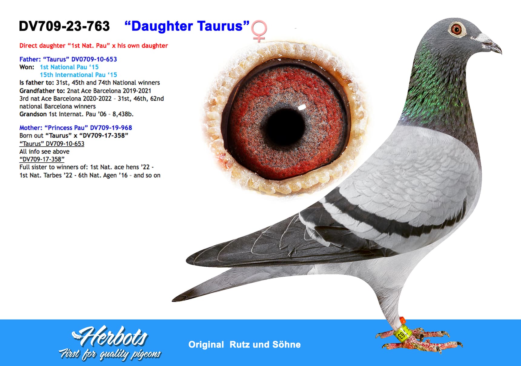 pigeon: “Daughter Taurus”