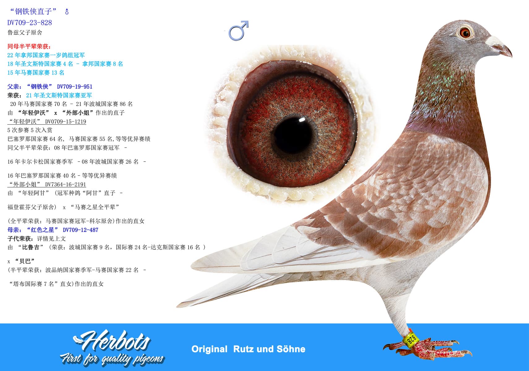 pigeon: “钢铁侠直子”