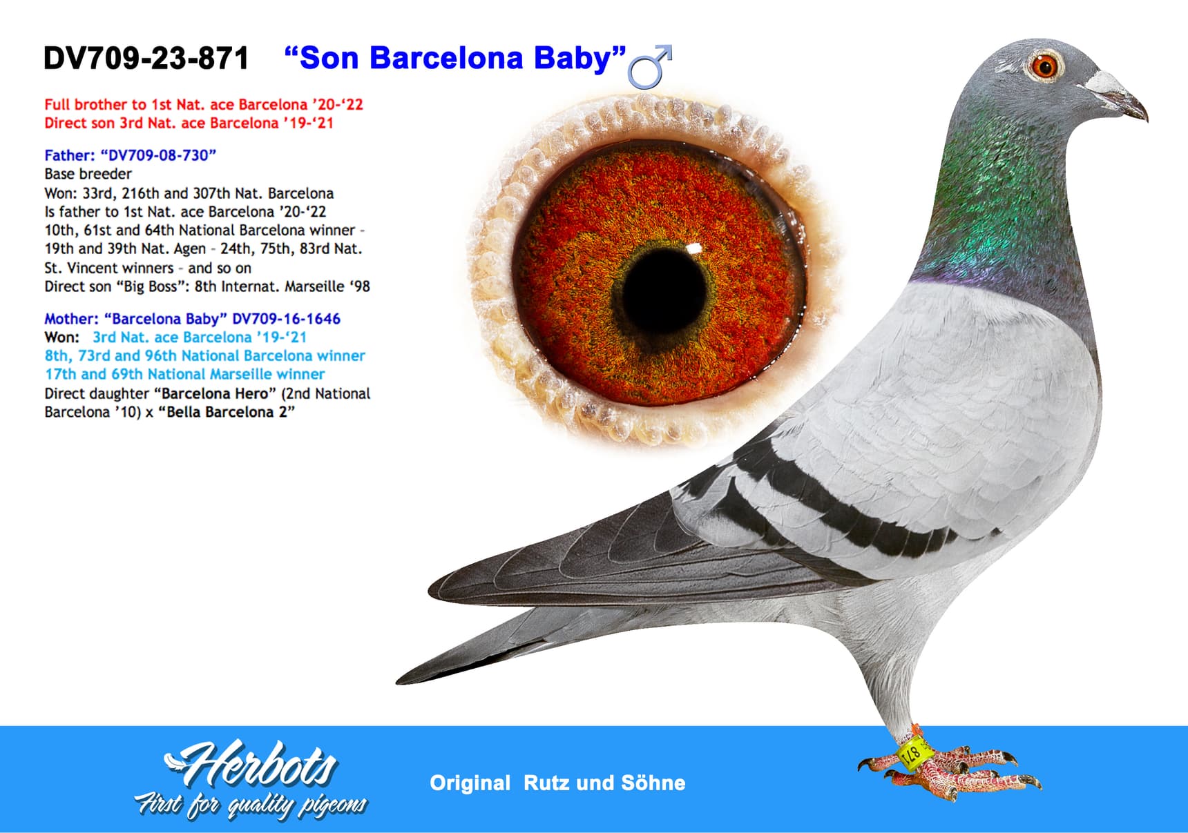 pigeon: undefined