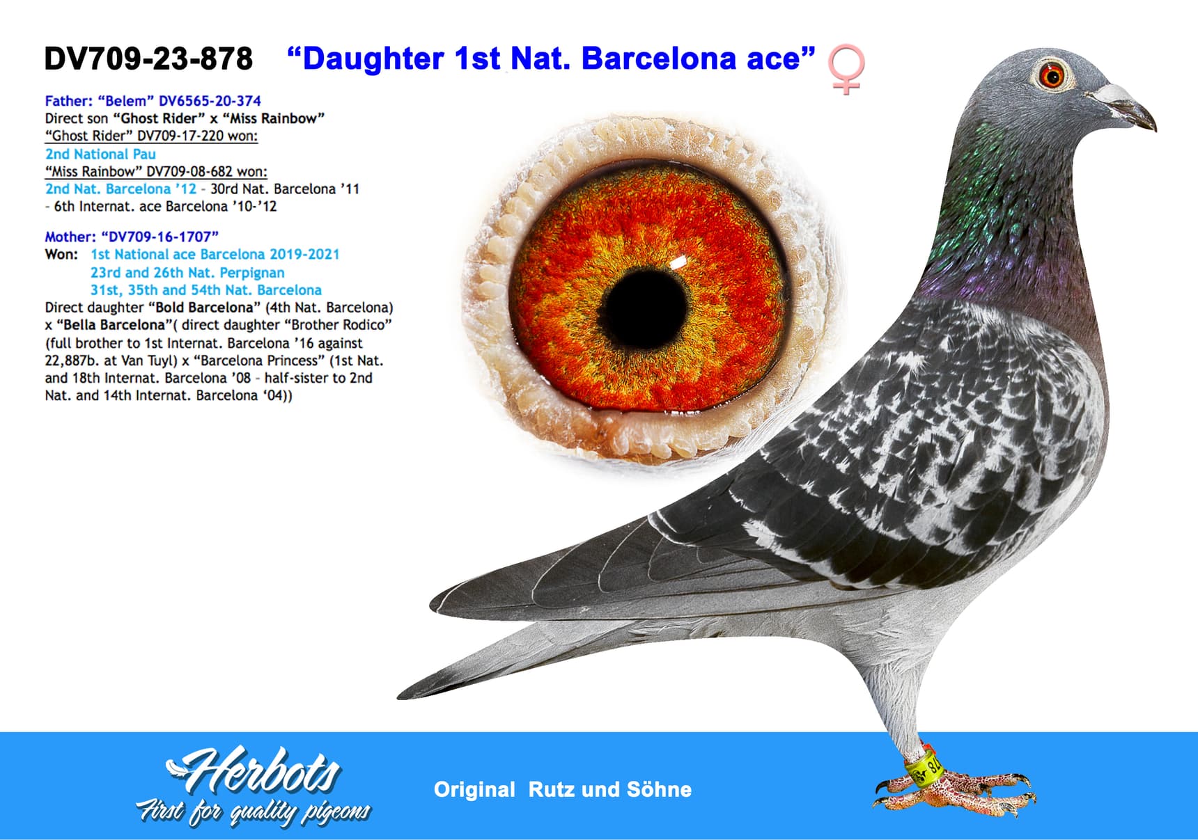 pigeon: “Daughter 1st Nat. Barcelona ace”