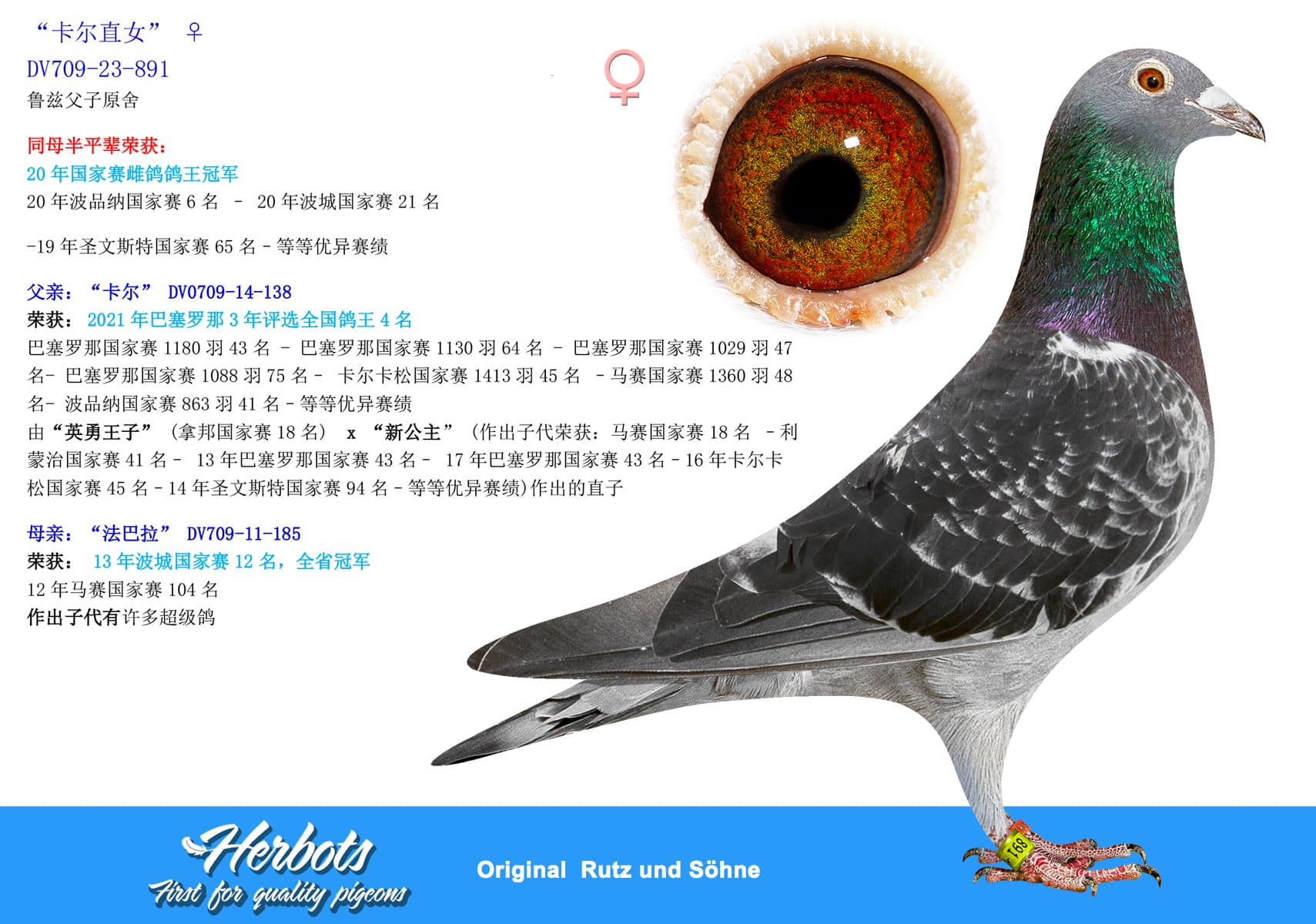 pigeon: undefined