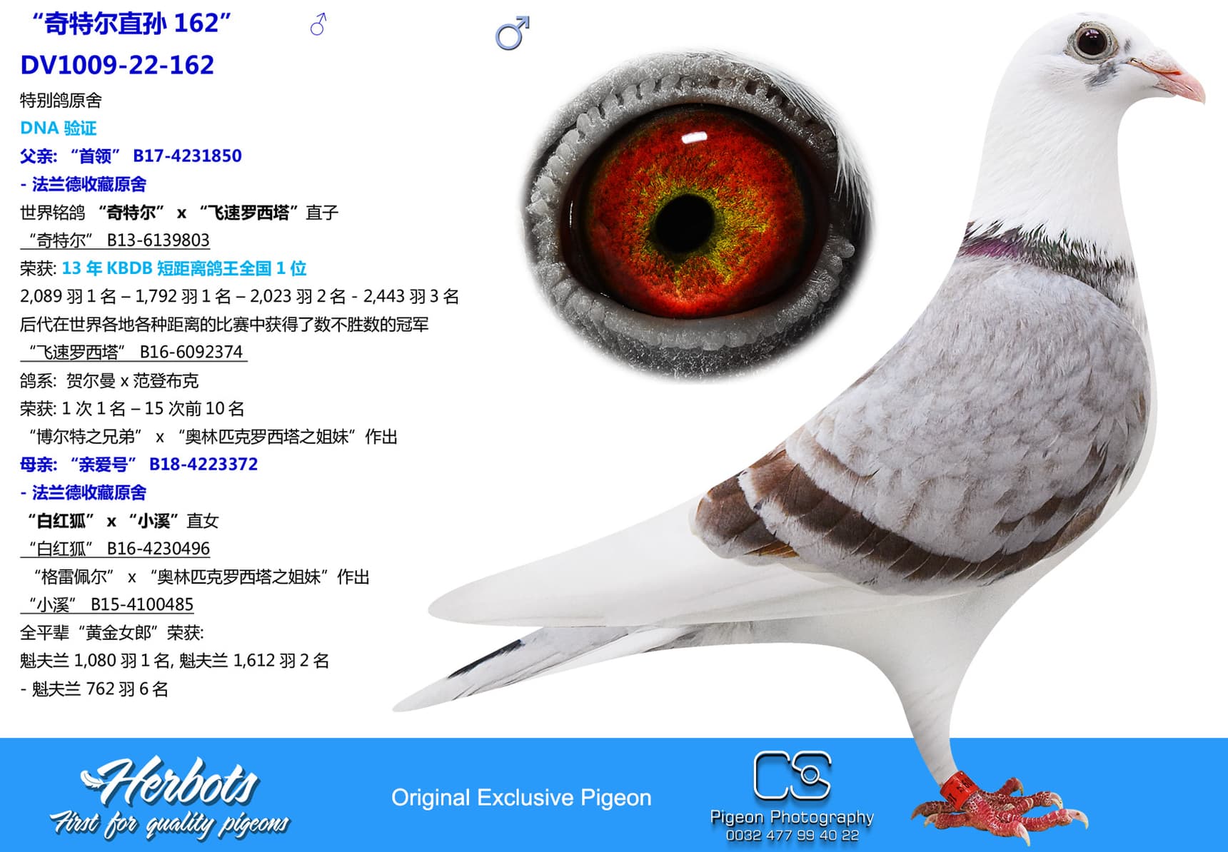 pigeon: undefined