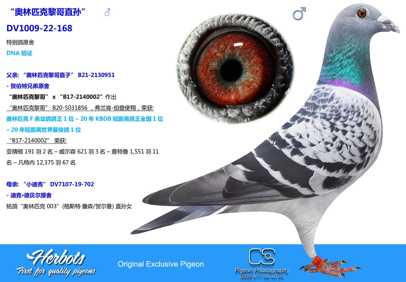 pigeon: “奥林匹克黎哥直孙”