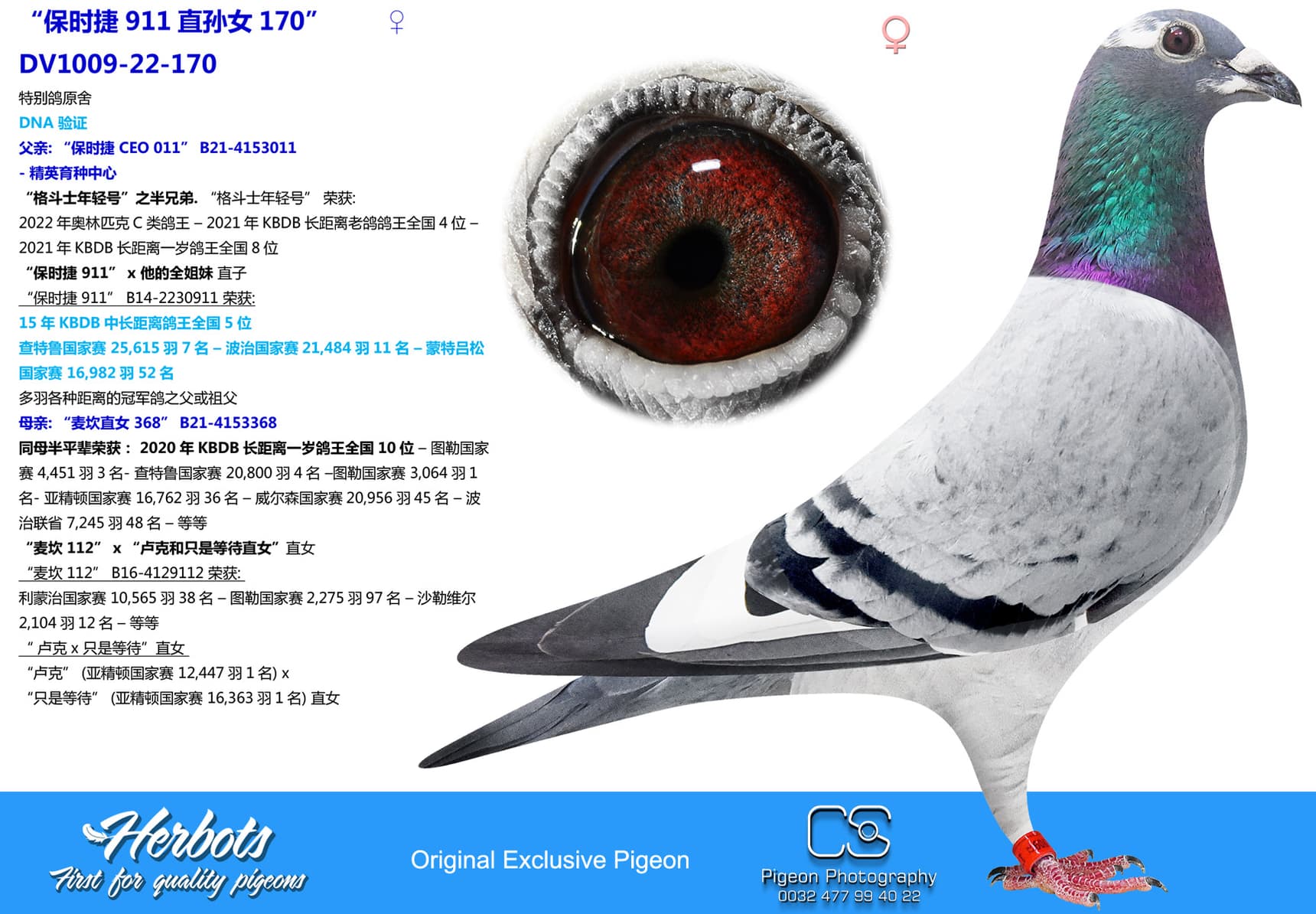 pigeon: “保时捷911直孙女170”
