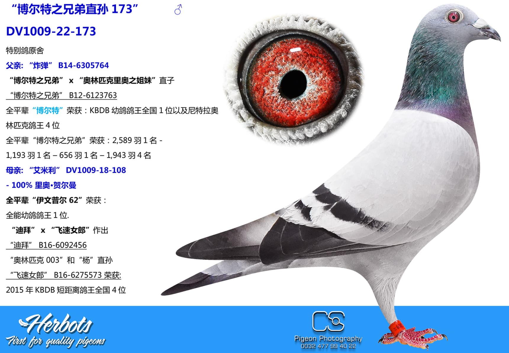 pigeon: “博尔特之兄弟直孙173”