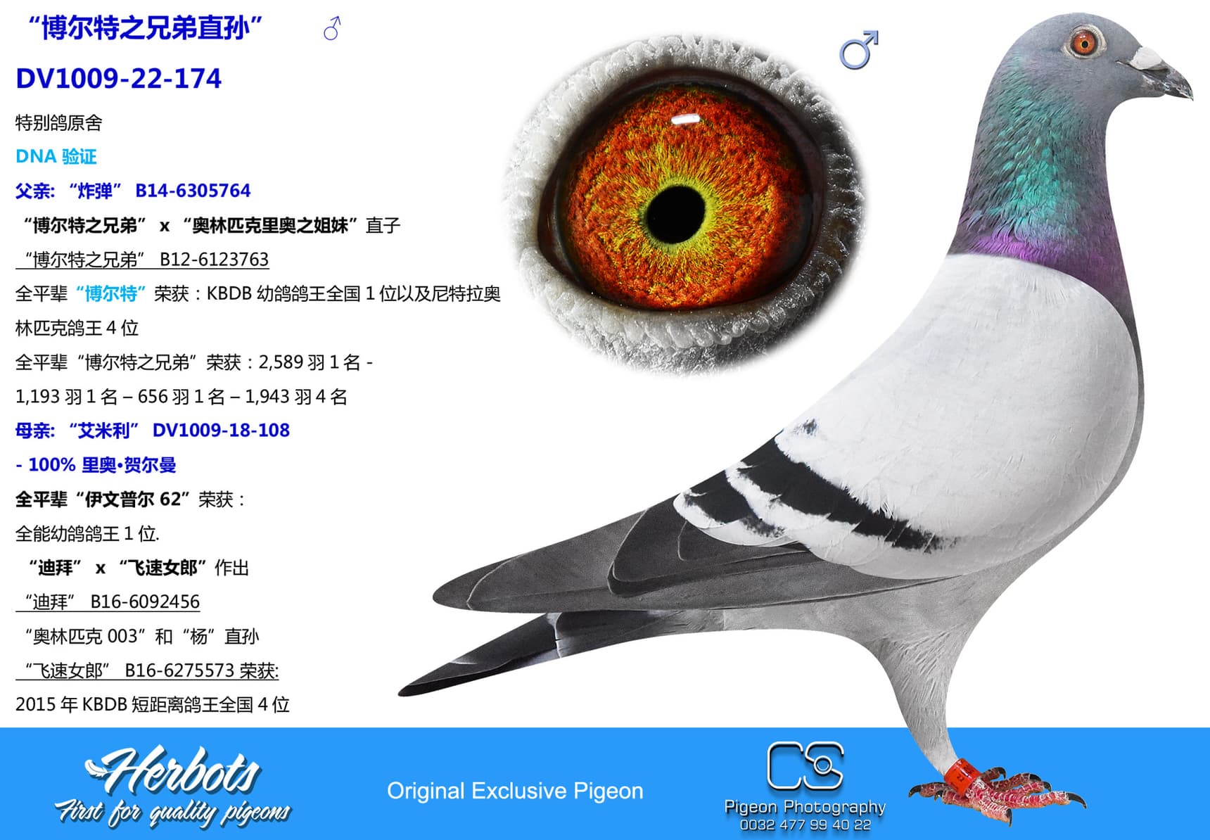 pigeon: undefined